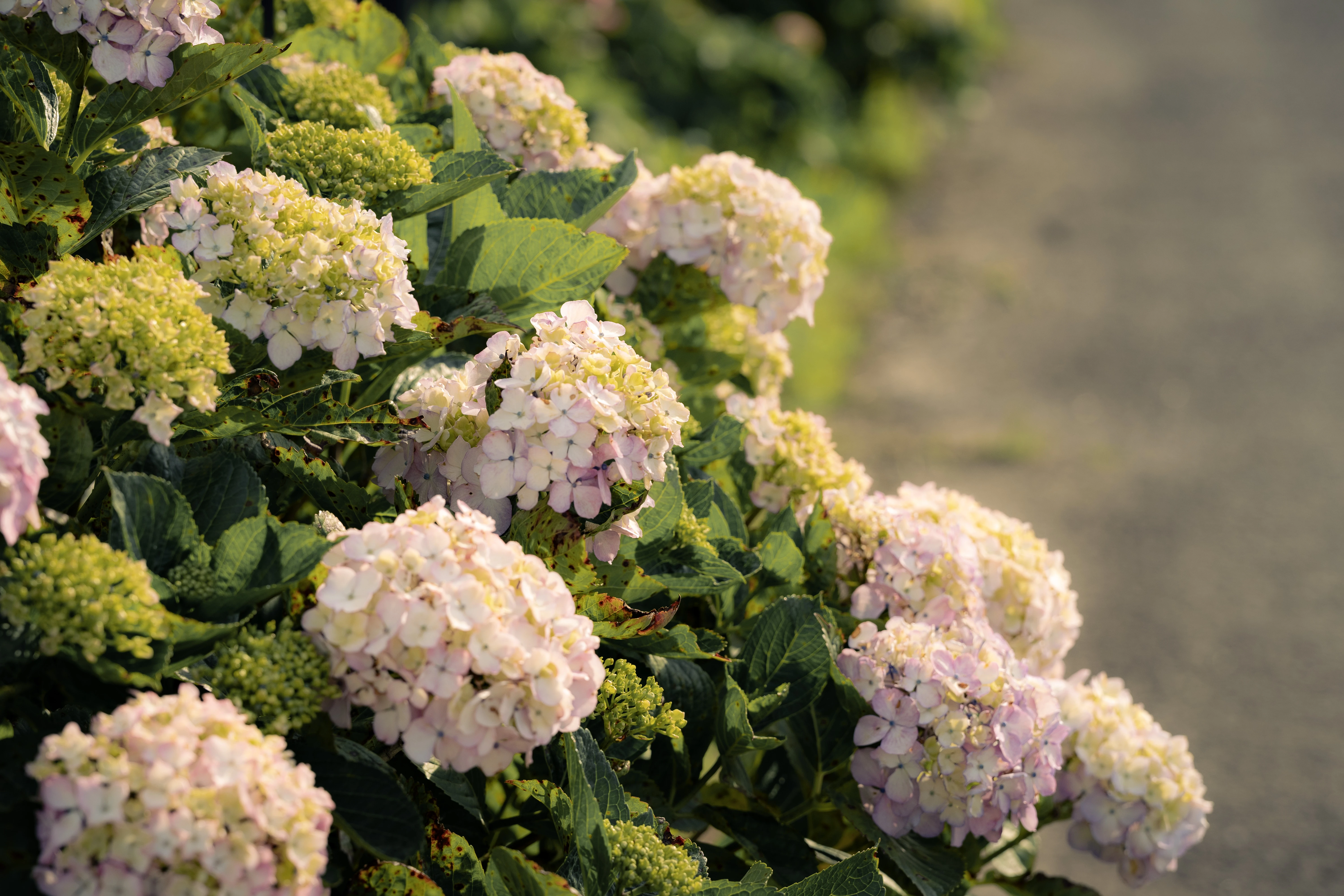 Summer Pathway Lined with Blooming Hydrangeas